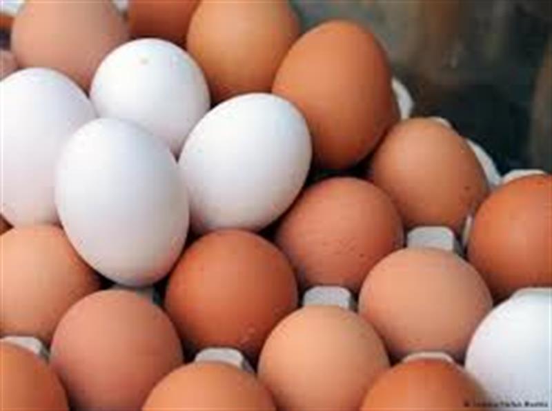 الزراعة تؤشر ارتفاع إنتاج بيض المائدة خلال الشهر الماضي