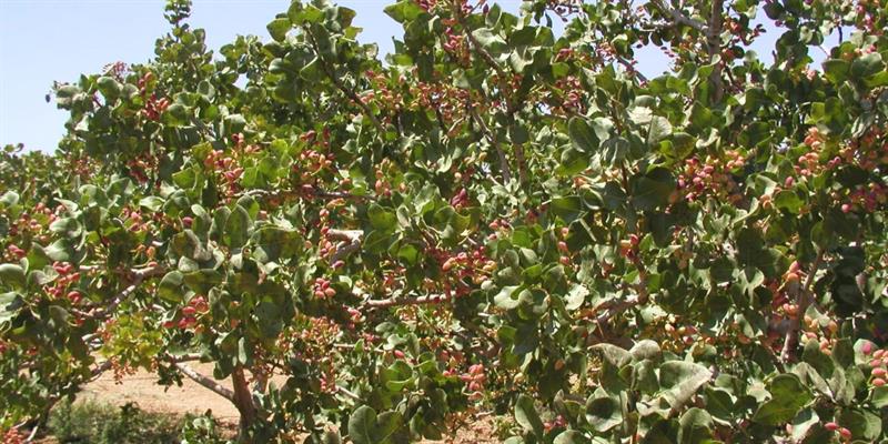 الزراعة تحدد أنواع الأشجار المعتمدة في مشروع تثبيت الكثبان الرملية