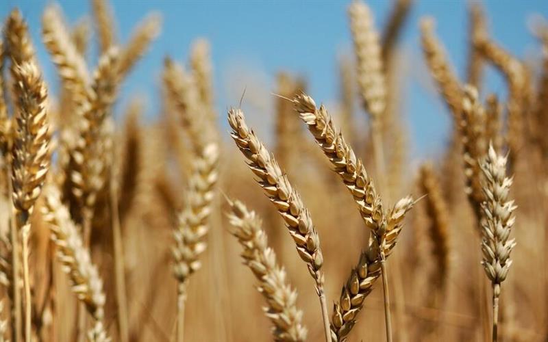 روسيا: مشروع حكومي لحظر تصدير الحبوب يشعل أسعار القمح في العالم