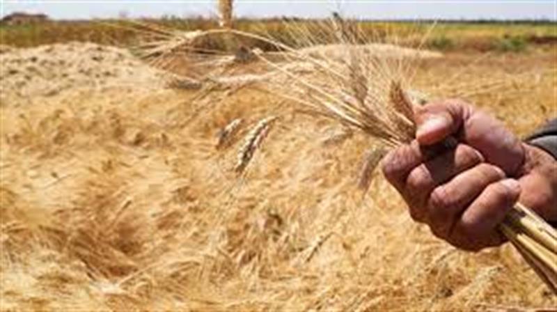 رسميا.. مصر تعتمد دولة جديدة لاستيراد القمح