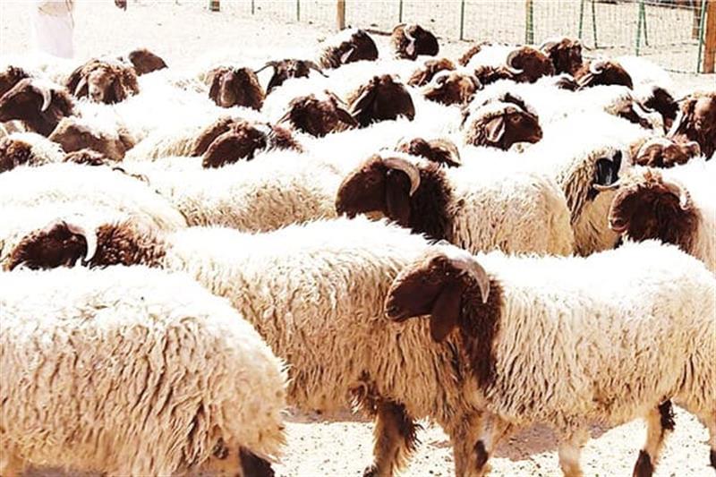نداء من مسلخ السليمانية بشأن الحمى النزفية: ساعدونا في عدم وصول الوباء