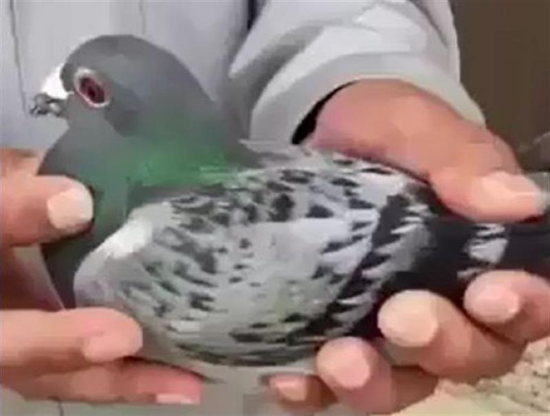 كانت مريضة
فصل طالب من كلية المستقبل بسبب قطع رأس حمامة