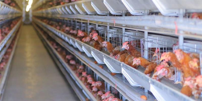 زراعة نينوى: 700 مشروع للثروة الحيوانية مهددة بالاغلاق