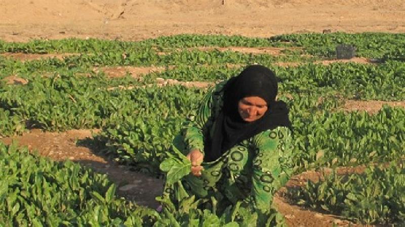 اطلاق الدفعة الثالثة للفلاحين المستحقة منذ مطلع العام الحالي.