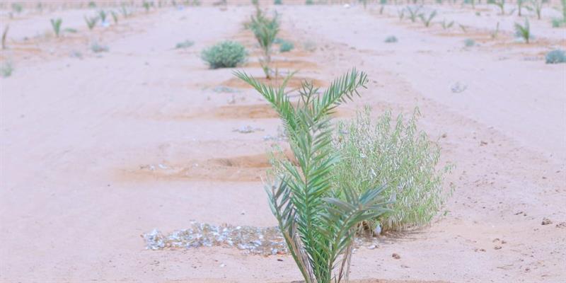 العتبة الحسينية تتبنى إعادة تأهيل الحزام الأخضر