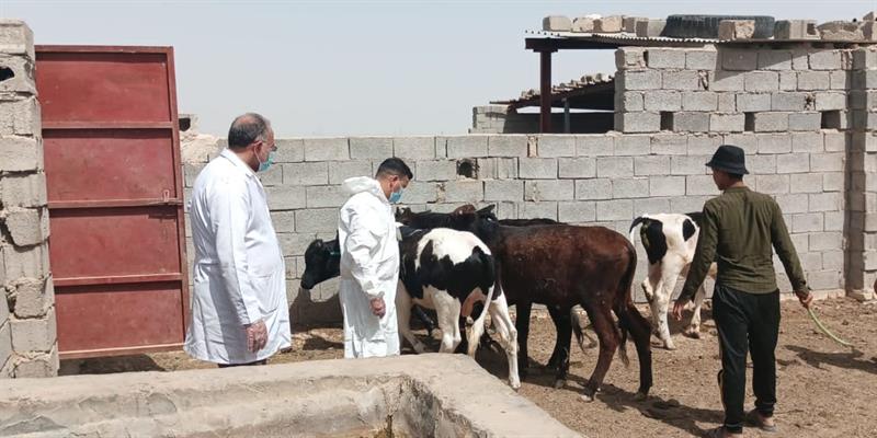 تزامنا مع الحمى النزفية .. بيطرة البصرة ترصد اكثر من مليوني مخالفة بحق الجزارين
