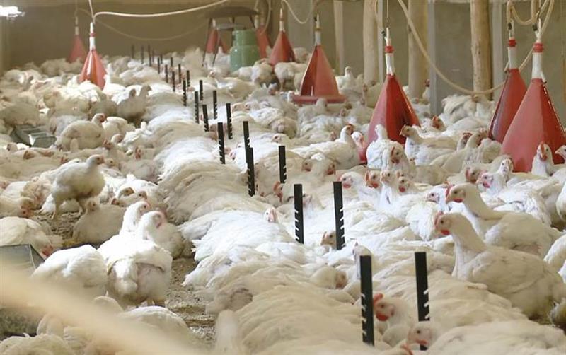دواجن كوردستان تتهم 'قوات عراقية' بمنع وصول منتجاتها الى وسط وجنوب العراق