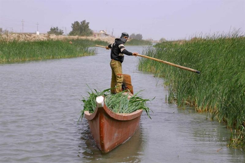 بالصور.. جمع القصب في أهوار ذي قار