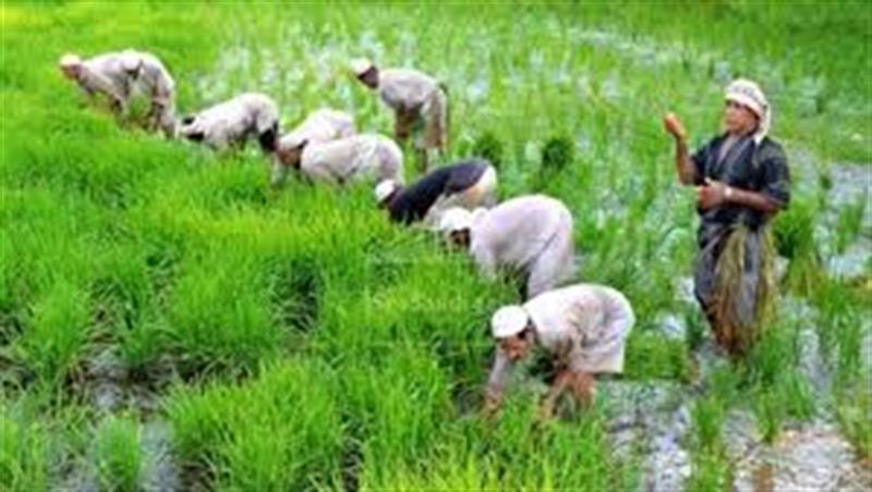 وصول الدفعة الثانية من مستحقات فلاحي صلاح الدين