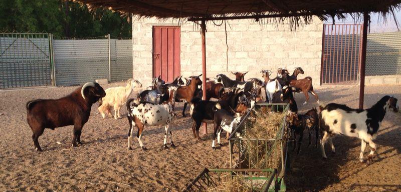 اطلاق حملة لإزالة حظائر تربية الحيوانات داخل الأحياء السكنية